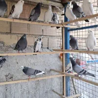 کبوتر پرشی