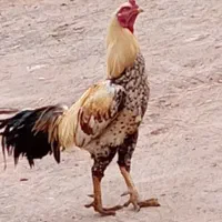 خروس لاری
