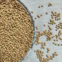 عدس محلی تمیز درشت گندی خرید ومعاوضه جو و کهره