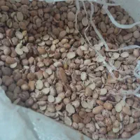لوبیا چیتی مرغوب کیلو ۲۰۰ تومن