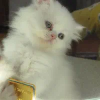 گربه پرشین ردپوینت