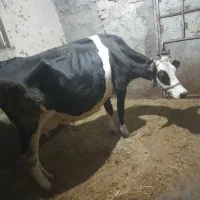 گاووگوساله