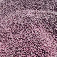 فروش لوبیا قرمز کپسولی خرده و عمده