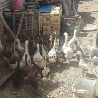 غوغاز، مرغ، جوجه، بوقلمون، اردک