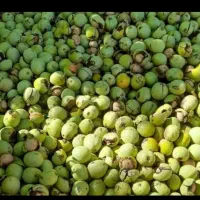 گردو تازه