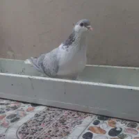 ماده شیرازی