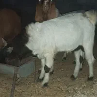 بزغاله نر