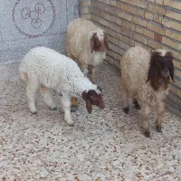 ۳تا بره ۲تا نر یکی ماده اول کامل بخون بعدزنگ بزن
