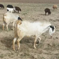 بز هلندی|حیوانات مزرعه|همدان, |دیوار