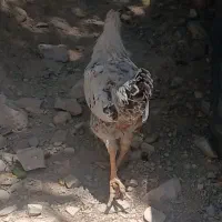 باروک و خروس و خسی سالم واکسن زده