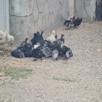 جوجه ۴۰ روزه مرندی