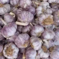 سیرمحلی درجه یک وترشی سیر