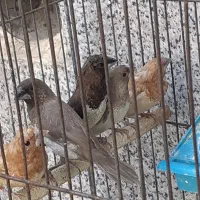 مرغ عشق وفنچ بنگالی