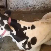 گاو افتاده کسل حال دل خورده