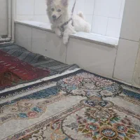 سگ پامرانین کله روباهی