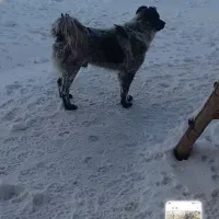 واگذاری سگ نر