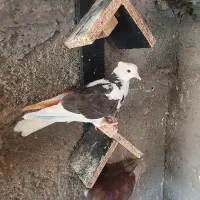 ماده پشت سیاه کاکلی