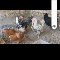 مرغ بومی  تخم گذار  وخروس