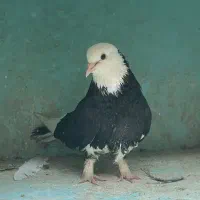 کفتر کبوتر