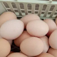 تخم مرغ محلی
