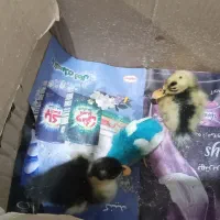 جوجه و اردک