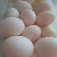 تخم اردک و قوغاز