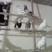 فروش کفتر معاوضه با مرغ....