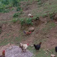 خروس گردن لختی محلی یکساله