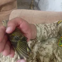 سلام جوجه سره قناری