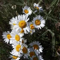بابونه کوهی در قرداغ