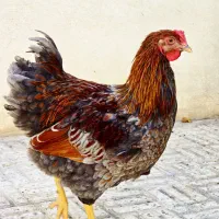 خروس ویاندوت بلورد امریکایی