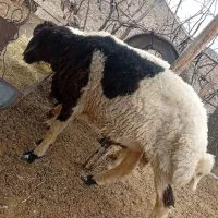 بره نر افشار پلنگی