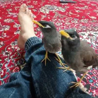 جوجه مینا