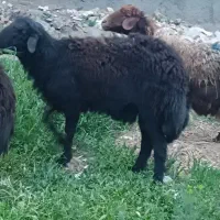 قوچ|حیوانات مزرعه|چناران, |دیوار