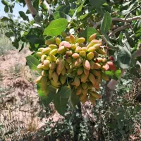 کارگر اتباع