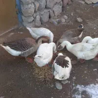 غاز محلی|حیوانات مزرعه|سرعین, |دیوار