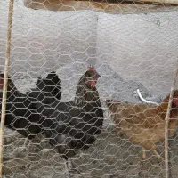 چهار عدد مرغ تخم گذار