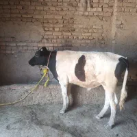 ۱ گاو نر ۲ عددم گاو ماده