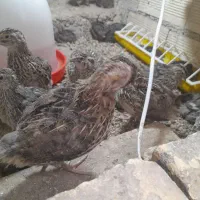 تخم بلدرچین