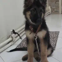 سگ ژرمن