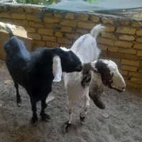 بز پاکستانی چند قلو زا کیلو ۴۸۰۰۰۰ تومان