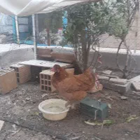 مرغ خانگی