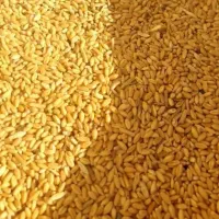فروش گندم درجه یک