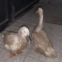 اردک تخم گزار