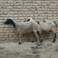 میش|حیوانات مزرعه|جهرم, |دیوار