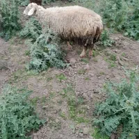 فروش ۷ عدد شیشک بدون بره  معاوضه با بره ی ماده