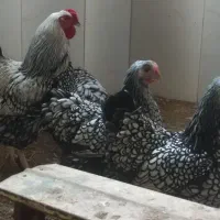 تخم ویاندوت سیلوور و کود و بار مرغ