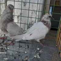 یک جفت جوجه کله سرخ