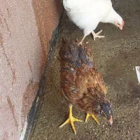 مرغ و خروس