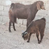 کهرنر